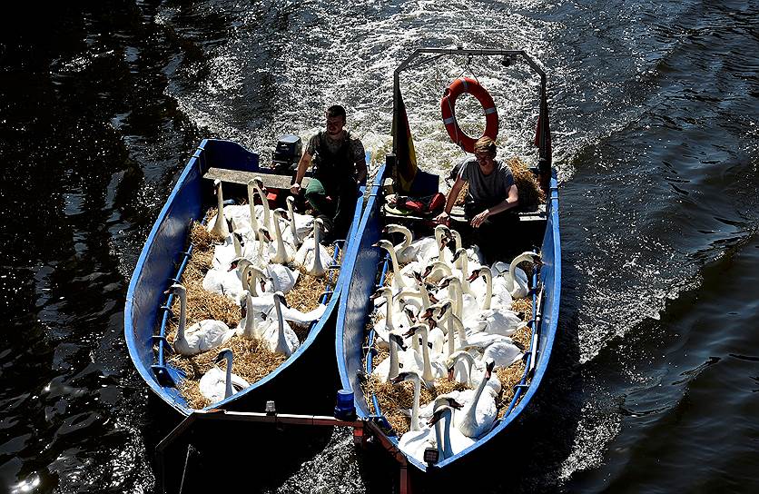 Лебеди на городском озере в немецком городе Гамбург 
