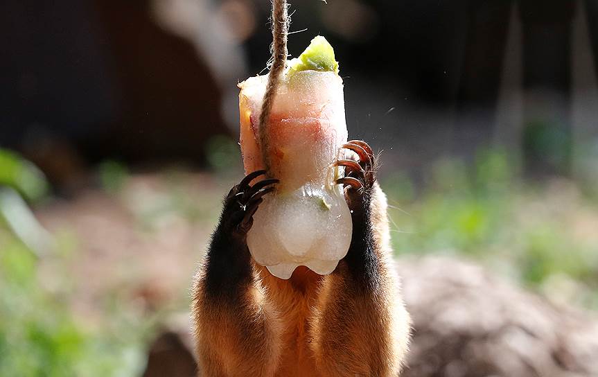 Коати в римском зоопарке (Италия) держит в руках замороженный арбуз 