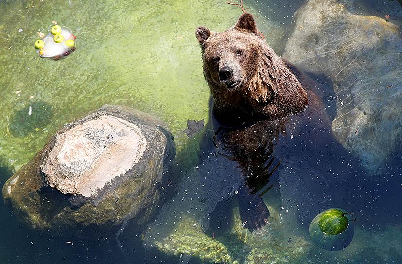Медведь в римском зоопарке в Италии охлаждается в водоеме 