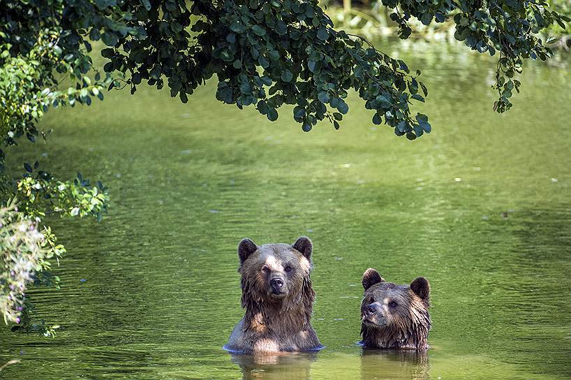 Пойнг, Германия. Медведи купаются в местом парке дикой природы