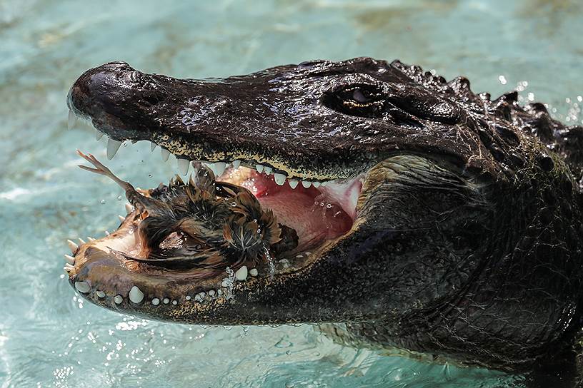 Белград, Сербия. Американский аллигатор Муя, который считается самым старым из находящихся в неволе крокодилов: ему около 80 лет