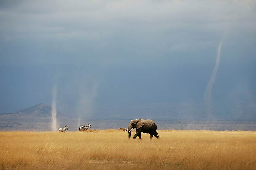 Национальный парк Амбосели, Кения. Слон и зебры гуляют по парку на фоне смерча