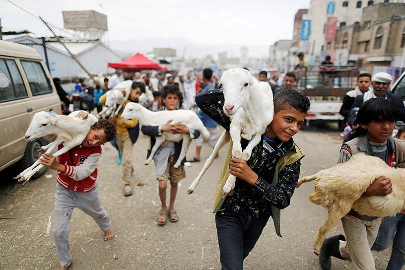 Сана, Йемен. Продажа ритуальных животных на местном рынке в преддверие Курбан-байрама