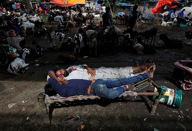 Калькутта, Индия. Торговцы спят на животноводческом рынке в преддверии мусульманского праздника Курбан-Байрам