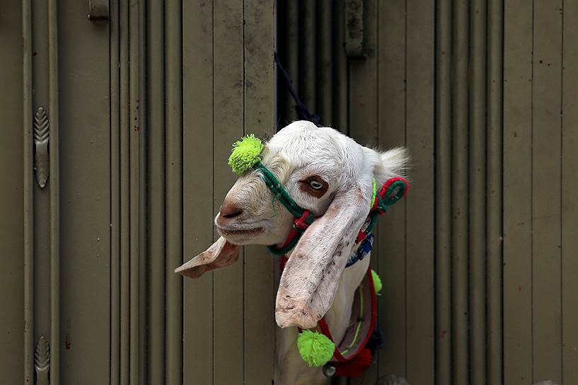 Пешавар, Пакистан. Жертвенный козел в преддверии празднования Курбан-Байрам