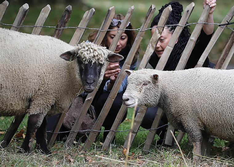 Лондон, Великобритания. Овцы в Грин-парке
