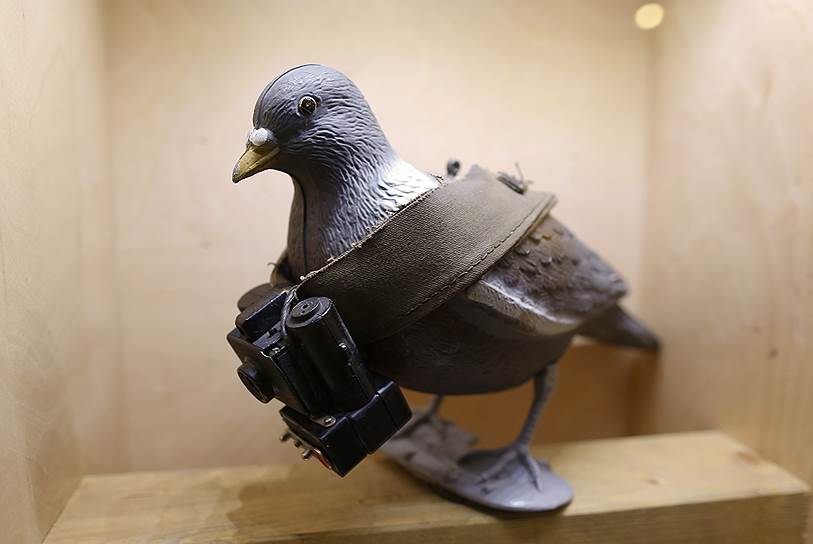 Аэрофотосъемку с использованием почтовых голубей для разведывательных целей начали применять еще во время Первой мировой войны. Камеры на шее у птиц делали снимки через определенные интервалы. Известно, что ЦРУ использовало специальные «голубиные камеры» во второй половине ХХ века, однако данные об их использовании засекречены 