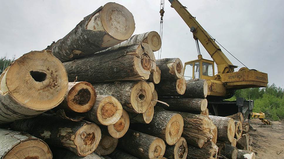 WWF просит Генпрокуратуру предотвратить незаконные рубки леса в Краснодарском крае