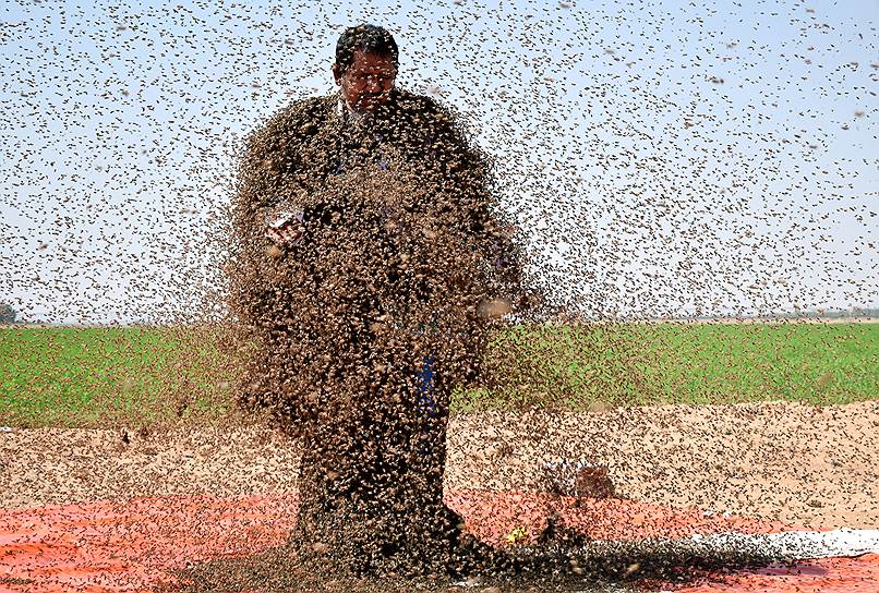 Табук, Саудовская Аравия. Мужчина, покрытый пчелами, позирует для фотографии 