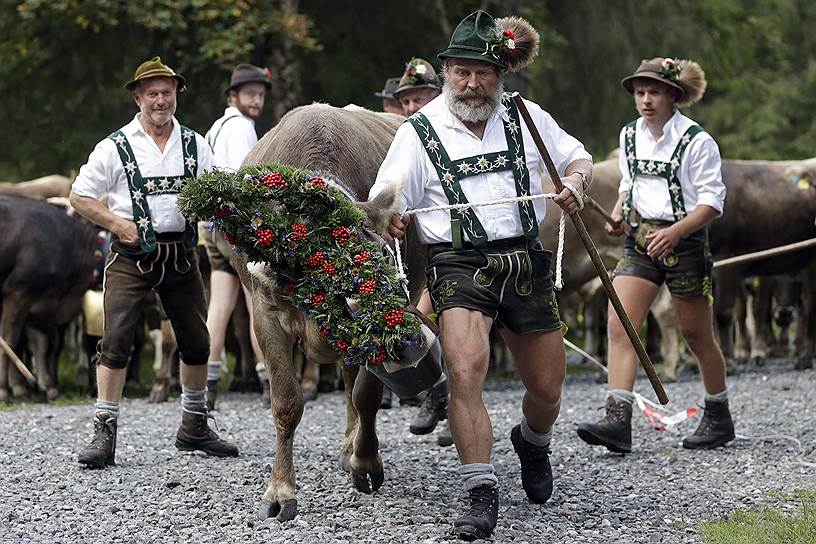 Оберстдорф, Германия. Пастухи в национальных костюмах ведут скот
