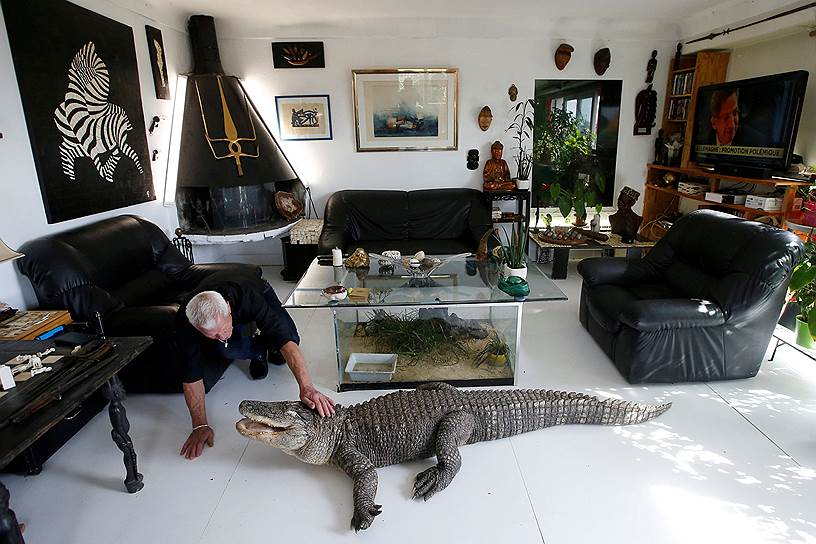 Куэрон, Франция. Француз, приютивший более 400 рептилий, кормит своего питомца в гостиной