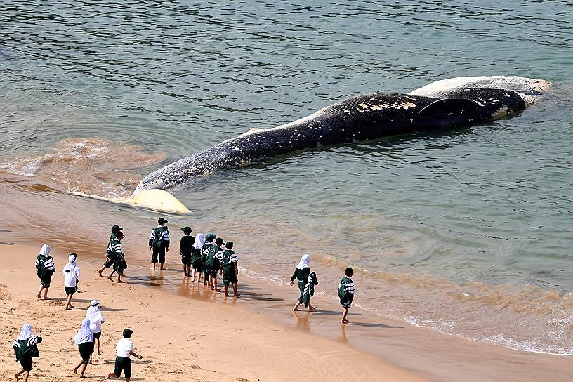 Пляж Ваттамолла, Австралия. Посетители национального парка смотрят на кита, вынесенного на берег