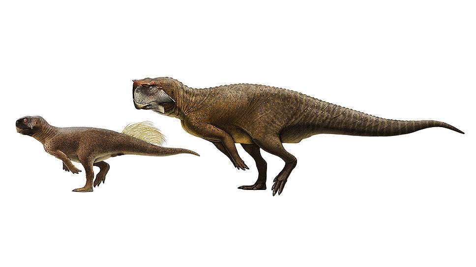 Пситтакозавр сибирский — самый крупный из известных палеонтологии пситтакозавров. Сразу видно — сибиряк.