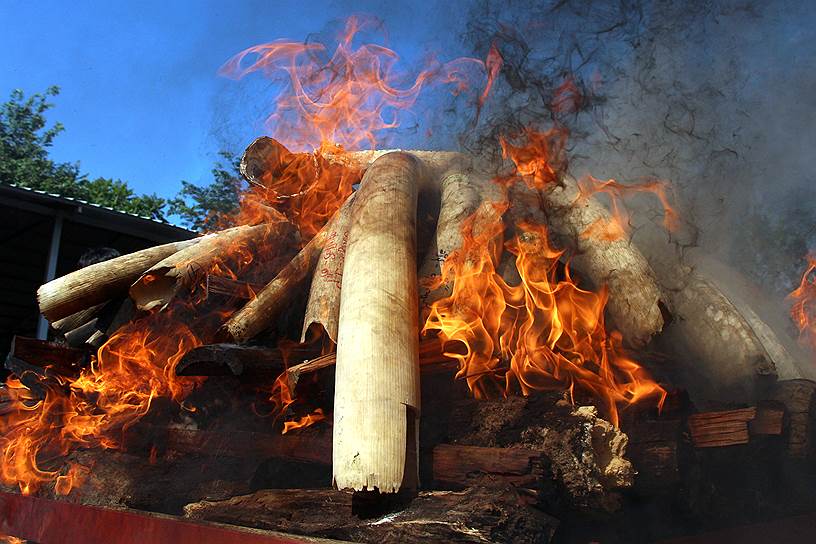 Нейпьидо, Мьянма. Сожжение партии конфискованной слоновой кости