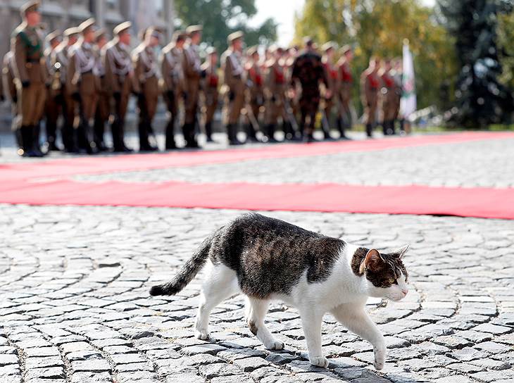 Будапешт, Венгрия. Президентская кошка прогуливается во время визита президента Турции Реджепа Тайипа Эрдогана
