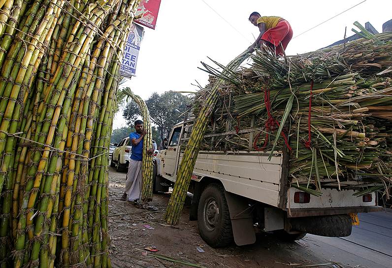Калькутта, Индия. Рабочий грузит сахарный тростник
