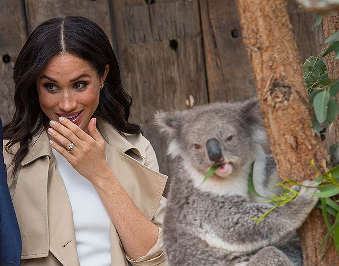 Сидней, Австралия. Герцогиня Сассекская Меган с коалой Руби в зоопарке