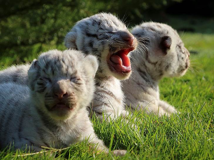 Белогорский район, Крым, Россия. Новорожденные бенгальские тигрята в сафари-парке «Тайган»