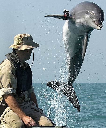 В феврале 1966 года в Крыму была создан океанариум Военно-морского флота СССР, где обучалось 120 дельфинов-подрывников. В 1970-х дельфины охраняли Севастопольскую бухту, а также учились находить затонувшие торпеды. В 1978 году дельфин Антей обнаружил снаряд на глубине 102 м, поставив мировой рекорд. За это ему было присвоено звание старшины. &lt;br>Также с 1962 года дельфины проходят боевую подготовку на военных базах США (на фото)&lt;br/>