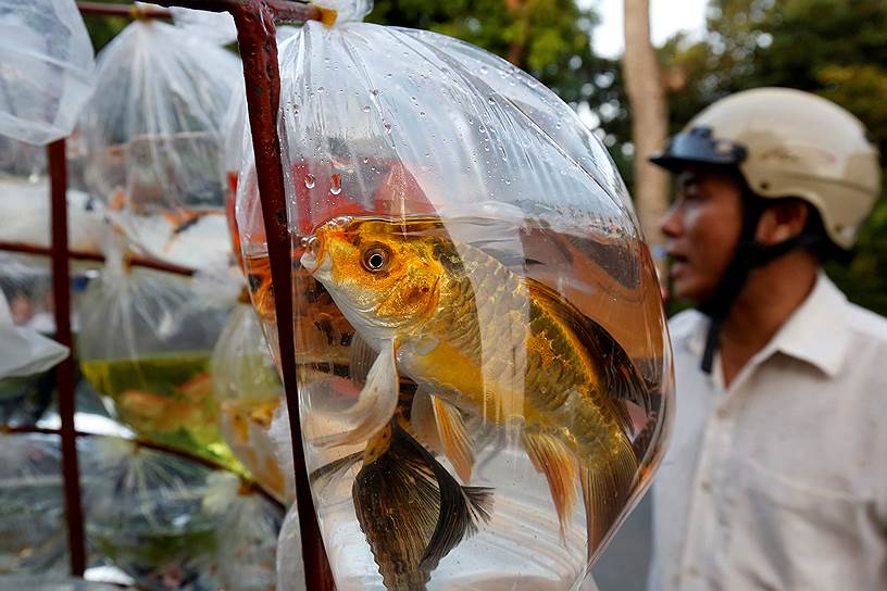 Ханой, Вьетнам. Продажа рыбок
