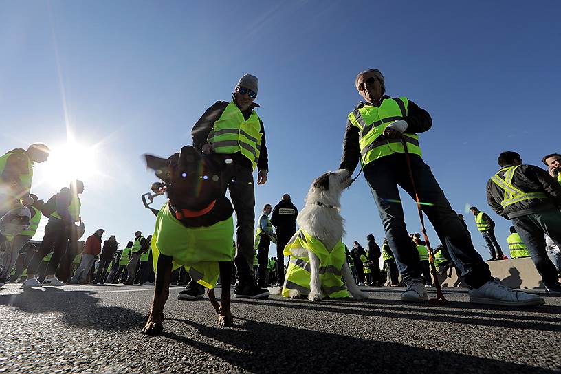 Некоторые демонстранты протестовали вместе со своими собаками