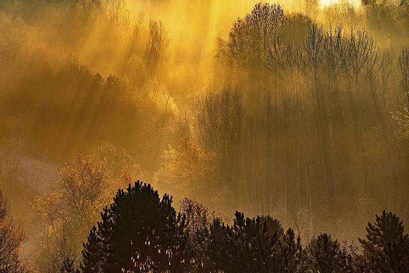 Рекклингхаузен, Германия. Солнце падает сквозь деревья