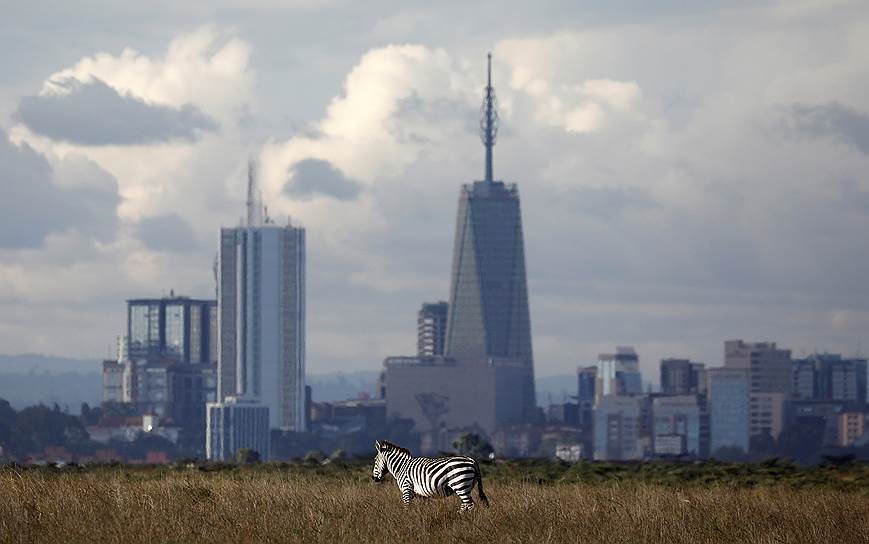 Найроби, Кения. Зебра на фоне небоскребов 
