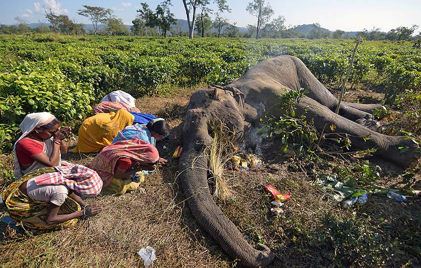 Штат Ассам, Индия. Женщины молятся рядом со слоном, который скончался от травм, полученных в битве с другим слоном