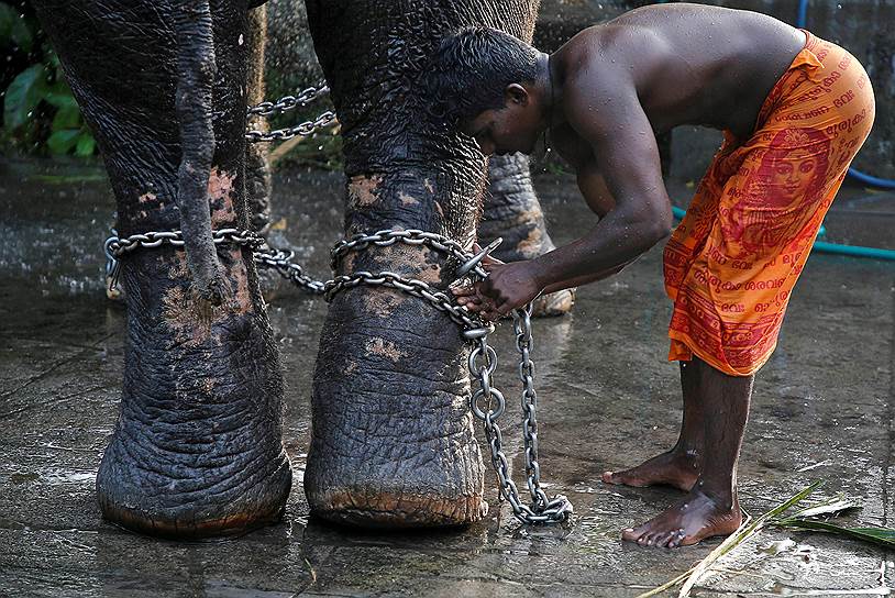 Кочин, Индия. Погонщик слонов связывает цепью ноги животного после купания