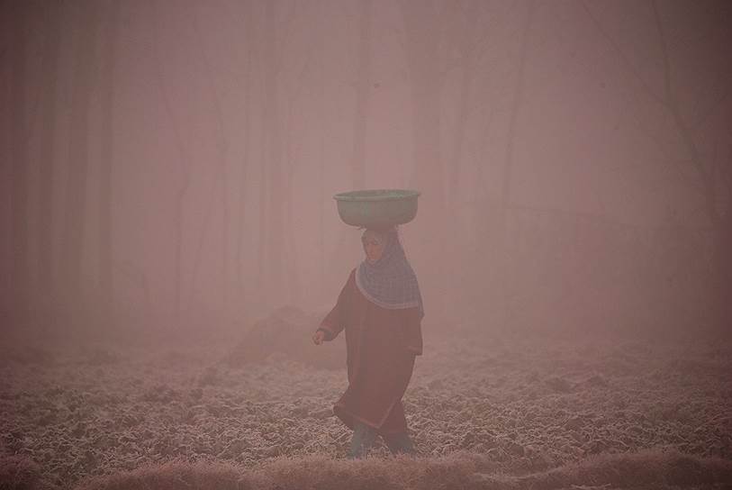 Сринагар, Индия. Женщина несет корзину коровьего навоза через покрытое инеем поле туманным утром