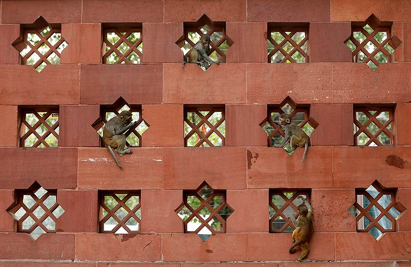 Нбю-Дели, Индия. Обезьяны на стене здания парламента