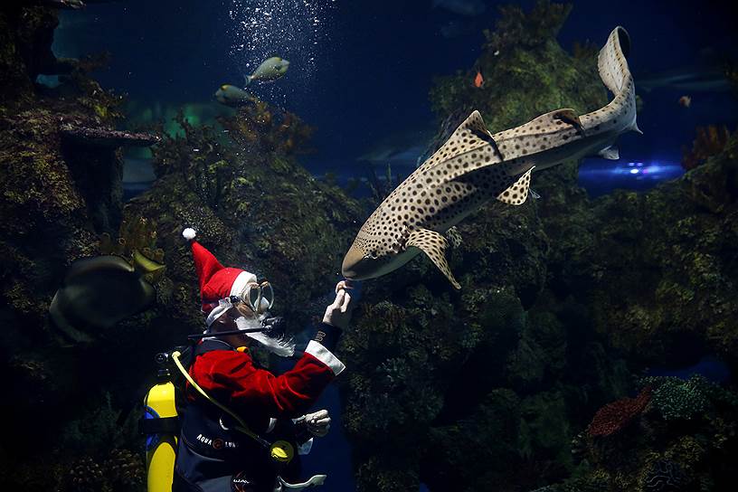 Кавра, Мальта. Водолаз в костюме Санта-Клауса кормит зебровую акулу в Национальном аквариуме
