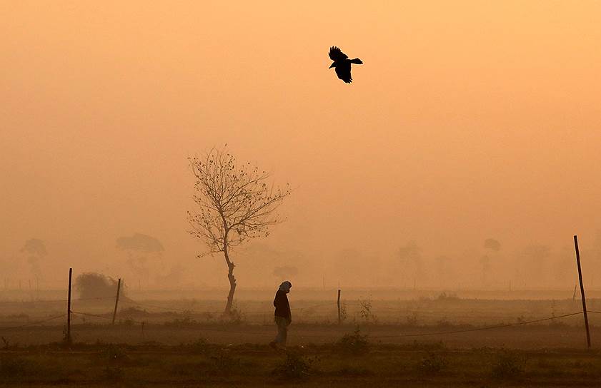 Нью-Дели, Индия. Мужчина идет по овощному полю 