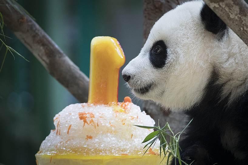 Куала-Лумпур, Малайзия. Празднование дня рождения панды в зоопарке