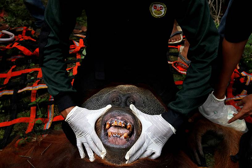 Южный Ачех, Индонезия. Ветеринар осматривает суматранского орангутана