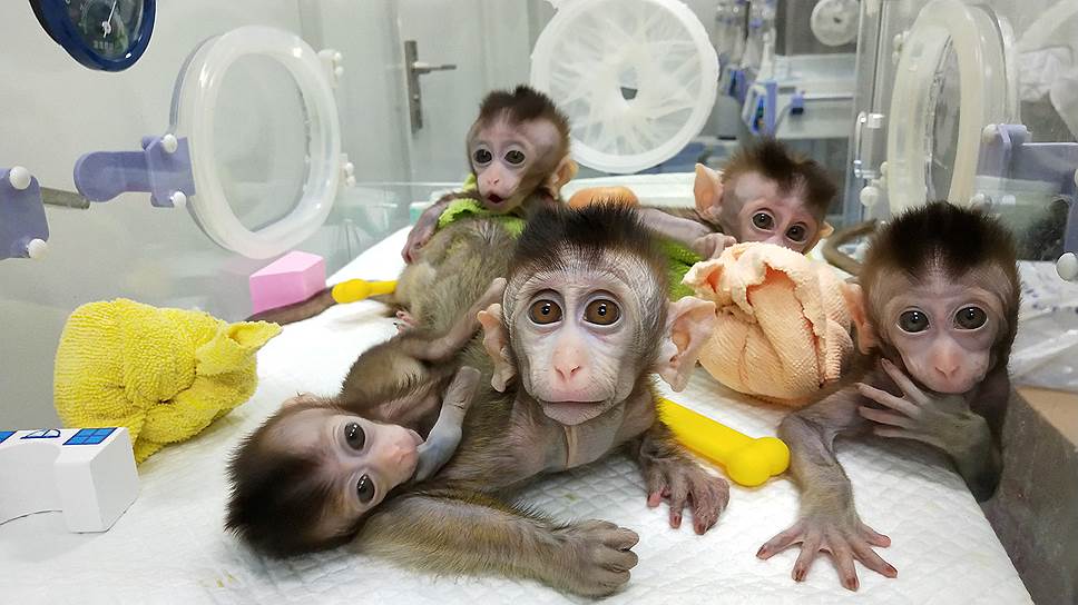 Шанхай, Китай. Клонированные обезьяны в Китайской  академии наук
