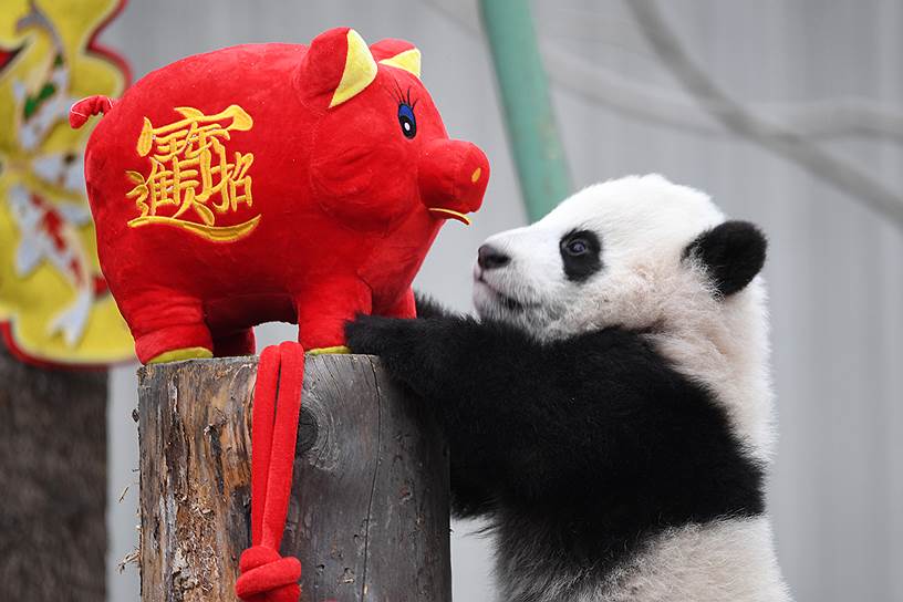 Волун, провинция Сычуань (Китай). Панда в заповеднике Вэньчуань-Улун