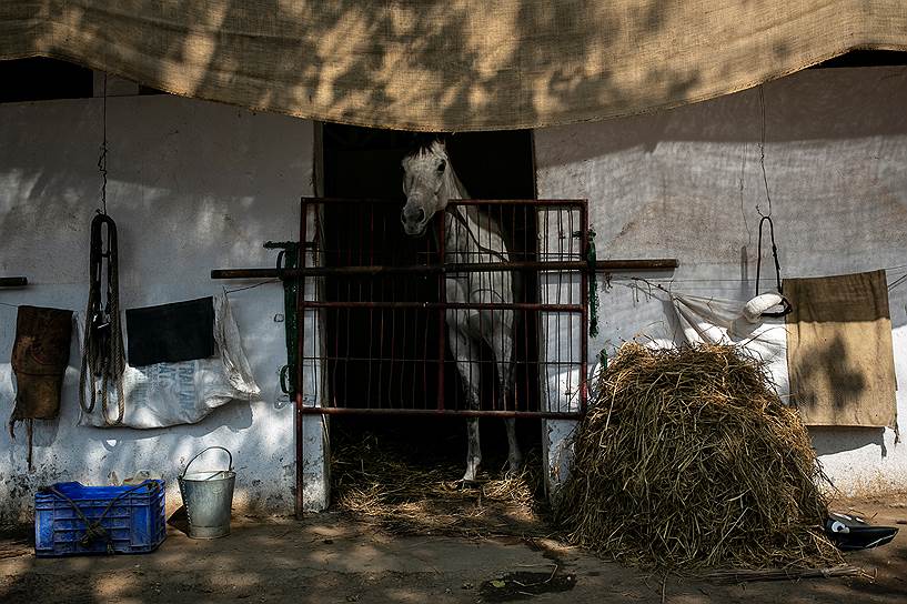 Мумбай, Индия. Лошадь в стойле перед забегом 