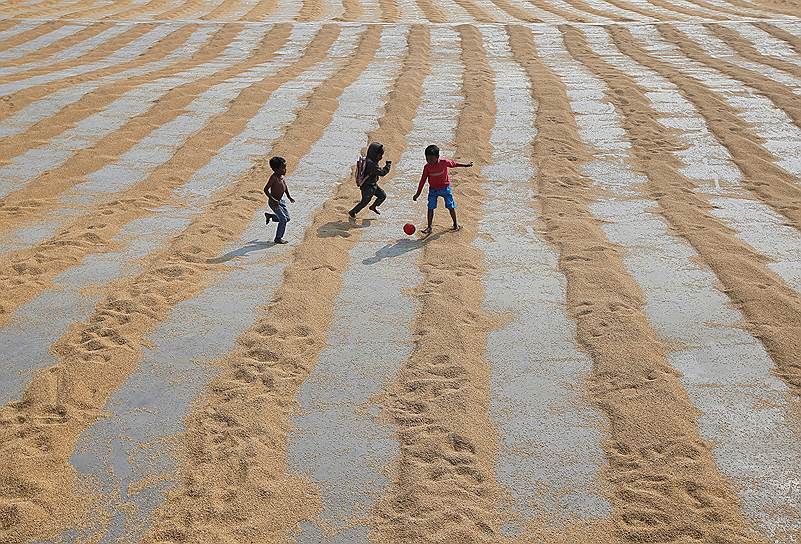 Калькутта, Индия. Дети играют на рисовом поле