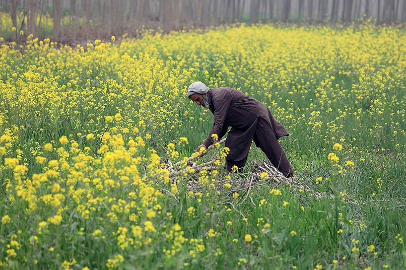 Пешавар, Пакистан. Фермер на горчичном поле