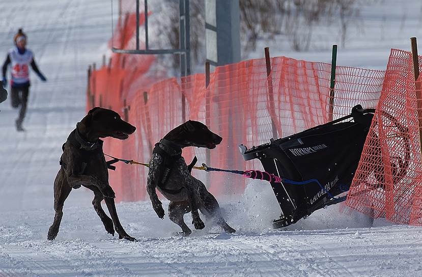 В 2019 году камчатская гонка на собачьих упряжках «Берингия—2018» получила премию Евразийского ивент-форума EFEA Awards в номинации «Региональное событие года»