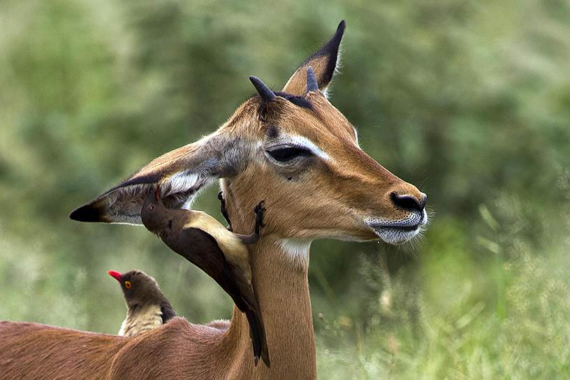 Национальный парк Крюгера, ЮАР. Буйволовые скворцы чистят антилопу 
