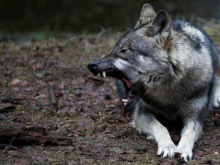 Шорфхайде, Германия. Волк в парке дикой природы 