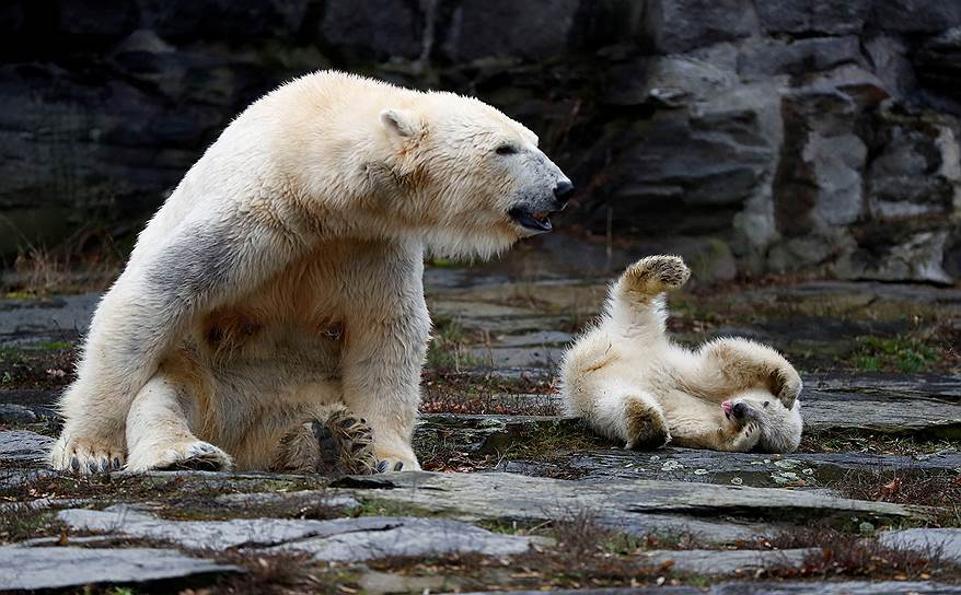 Берлин, Германия. Медведица со своим детёнышем в зоопарке 