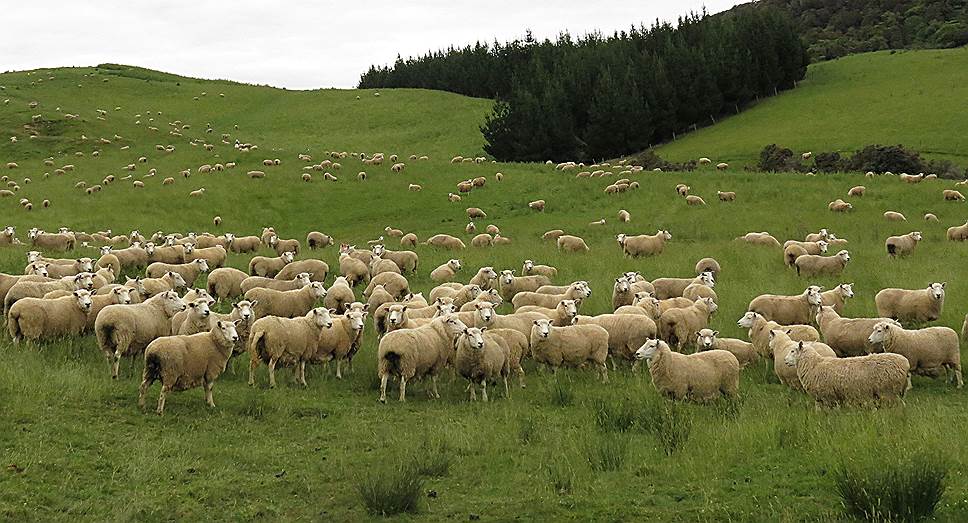 Неизменным атрибутом новозеландского пейзажа являются овцы. Именно они главные жители островов — их численность в стране более чем в десять раз больше, чем людей. Надо ли говорить, что магазины забиты мясом высочайшего качества (нельзя сказать, что дешевым) и различными изделиями из овечьей шерсти. Именно овечку я привезла в качестве сувенира из этой страны. И хотя никаких дотаций со стороны государства фермеры не получают, заброшенных земель мы не видели вообще. Многие местные предпочитают покупать продукты напрямую от фермеров