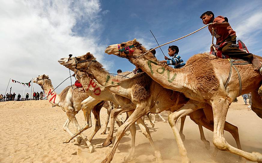 Исмаилия, Египет. Международный фестиваль верблюжьих бегов в пустыне