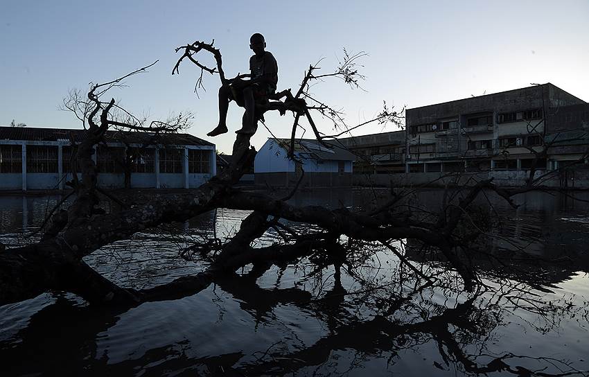 Бейра, Мозамбик. Мальчик сидит на поваленном дереве после обрушившегося на страну циклона