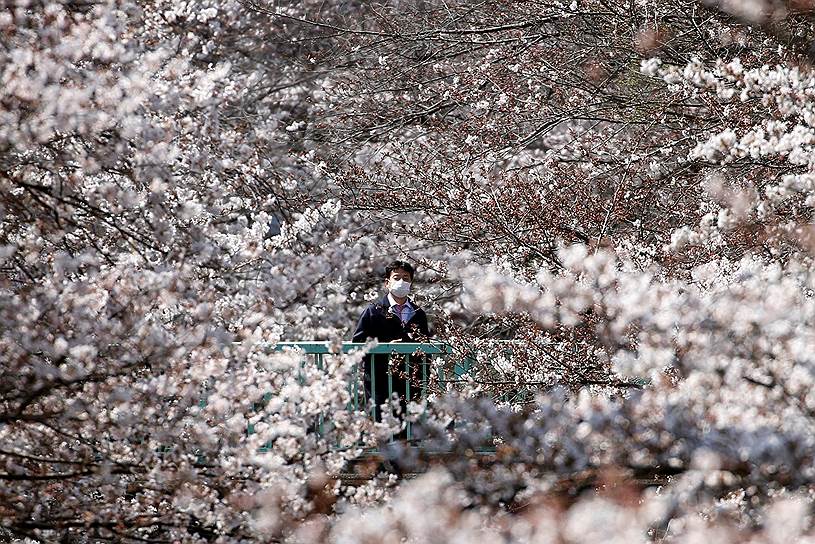 Токио, Япония. Мужчина среди расцветающей сакуры 