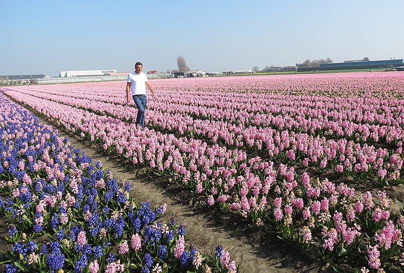 Парк Кёкенкоф расположен на окраине городка Лиссе между Амстердамом и Гаагой. Парк окружают бесконечные цветочные поля. Первыми ранней весной зацветают гиацинты, крокусы и нарциссы. Массовое цветение тюльпанов начинается в апреле
