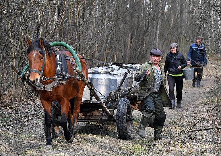 24 марта, Белоруссия. Лесник и наемные рабочие Лунинецкого лесхоза во время сбора березового сока